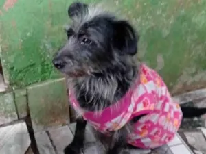 Cachorro raça  idade 2 anos nome Neguinha