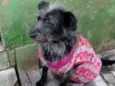 Neguinha