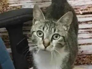 Gato raça SRD-ViraLata idade 1 ano nome EMÍLIA