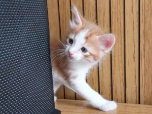 Gato raça  idade Abaixo de 2 meses nome Pandeiro