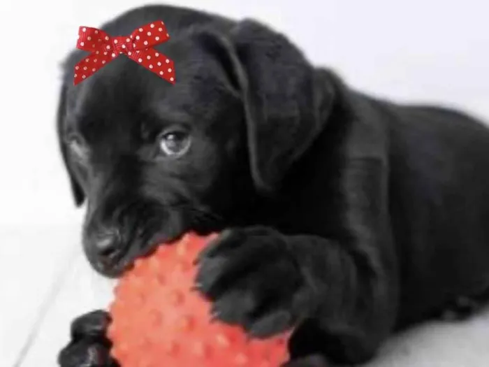 Cachorro ra a Mestica  idade 2 a 6 meses nome Rubi 