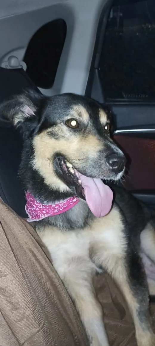Cachorro ra a SRD-ViraLata idade 3 anos nome GRATIFICA - RAVENA 