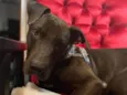 Gilda - Mix de Staffordshire Bull terrier