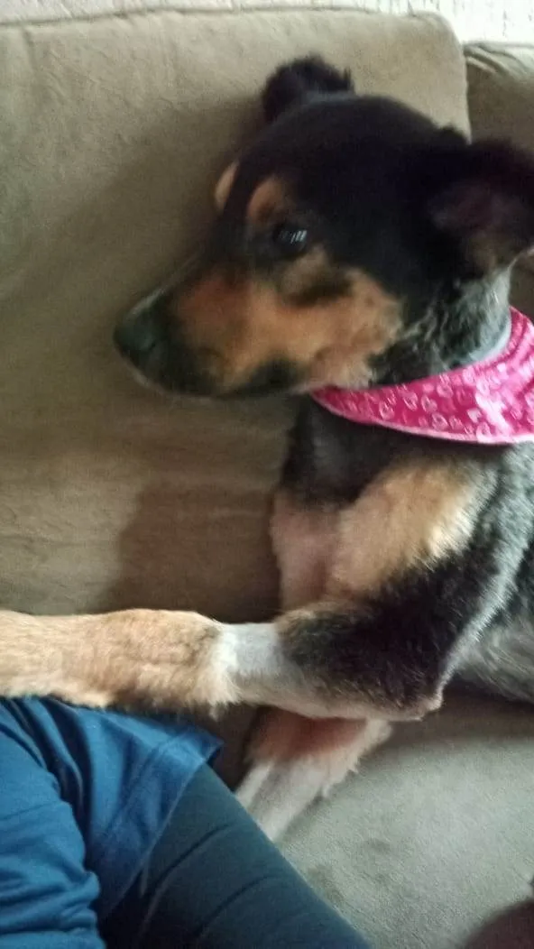 Cachorro ra a SRD-ViraLata idade 3 anos nome GRATIFICA - RAVENA 