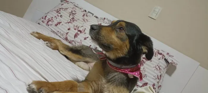 Cachorro ra a SRD-ViraLata idade 3 anos nome GRATIFICA - RAVENA 