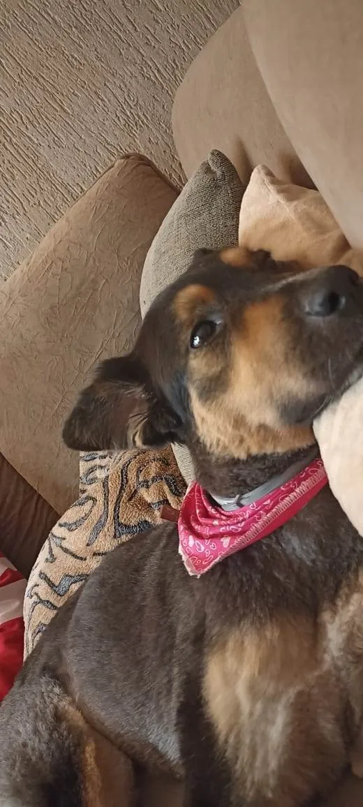 Cachorro ra a SRD-ViraLata idade 3 anos nome GRATIFICA - RAVENA 