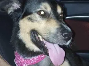 Cachorro raça SRD-ViraLata idade 3 anos nome GRATIFICA - RAVENA 