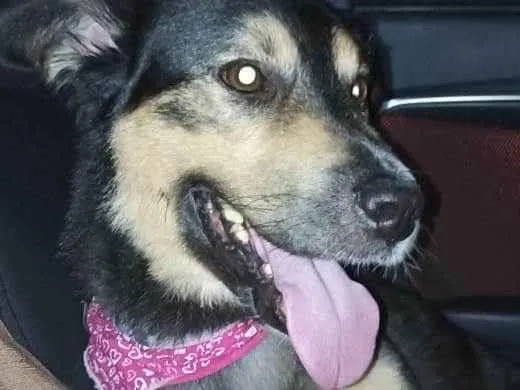 Cachorro ra a SRD-ViraLata idade 3 anos nome GRATIFICA - RAVENA 
