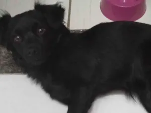 Cachorro raça SRD-ViraLata idade 7 a 11 meses nome Luna