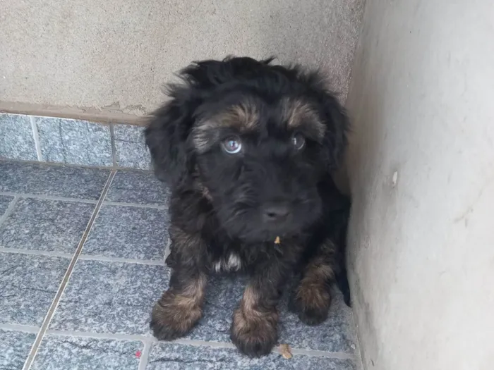 Cachorro ra a SRD-ViraLata idade 2 a 6 meses nome Rock Lee