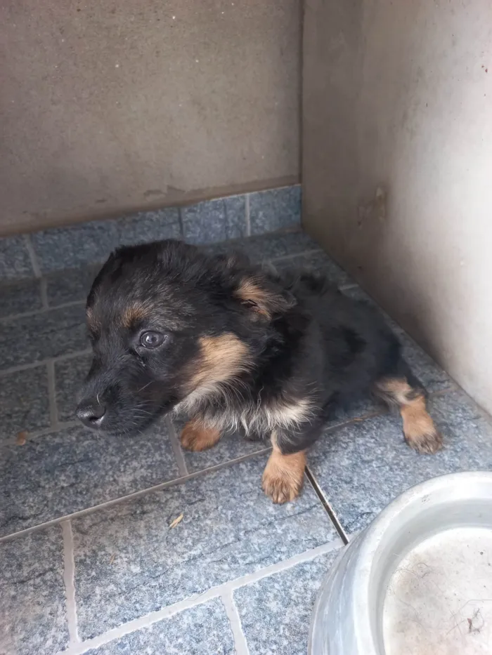 Cachorro ra a SRD-ViraLata idade 2 a 6 meses nome Leãozinho