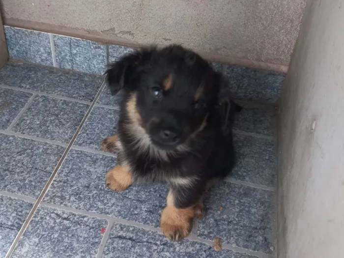 Cachorro ra a SRD-ViraLata idade 2 a 6 meses nome Moranguinho