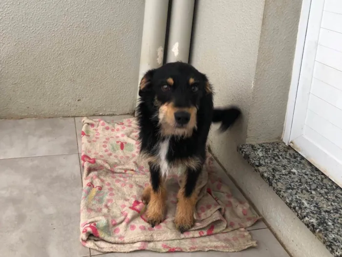 Cachorro ra a SRD-ViraLata idade 7 a 11 meses nome Bochecha 