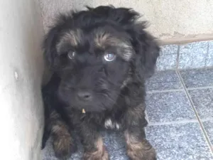 Cachorro raça SRD-ViraLata idade 2 a 6 meses nome Rock Lee