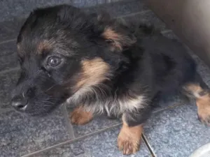 Cachorro raça SRD-ViraLata idade 2 a 6 meses nome Leãozinho