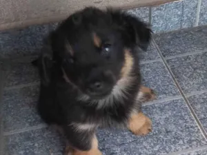 Cachorro raça SRD-ViraLata idade 2 a 6 meses nome Moranguinho