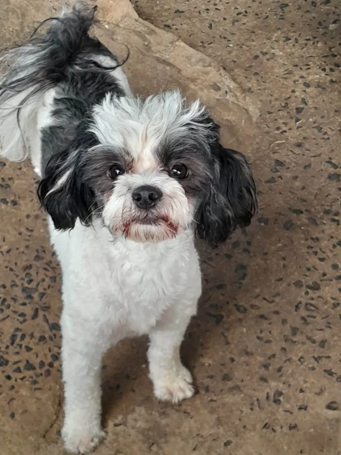 Cachorro ra a Shitzu misturado com Poodle  idade 2 anos nome Cleide Maria 