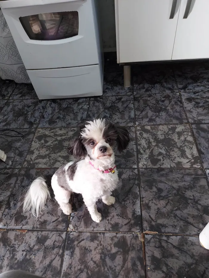 Cachorro ra a Shitzu misturado com Poodle  idade 2 anos nome Cleide Maria 