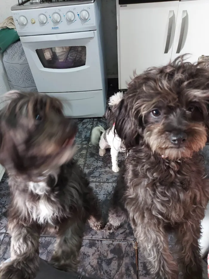 Cachorro ra a Misturada com Poodle  idade 2 anos nome Lara
