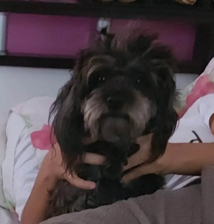 Cachorro ra a Misturada com Poodle  idade 2 anos nome Lara