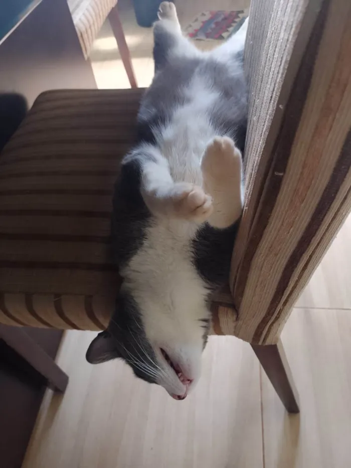 Gato ra a Sem raça definida idade 2 anos nome Sherlock