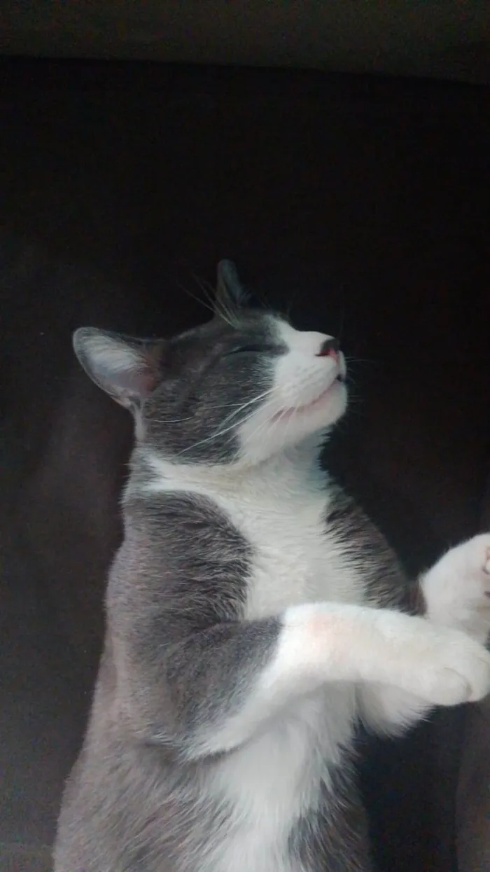 Gato ra a Sem raça definida idade 2 anos nome Sherlock