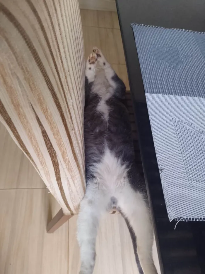 Gato ra a Sem raça definida idade 2 anos nome Sherlock