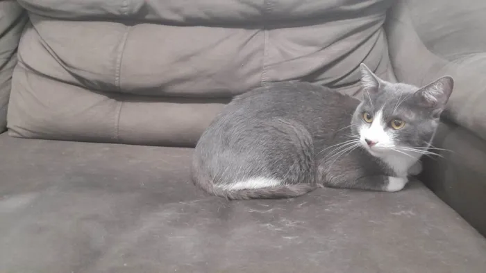 Gato ra a Sem raça definida idade 2 anos nome Sherlock