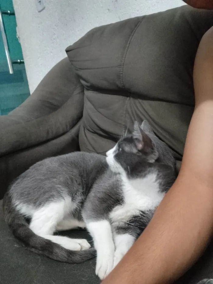 Gato ra a Sem raça definida idade 2 anos nome Sherlock