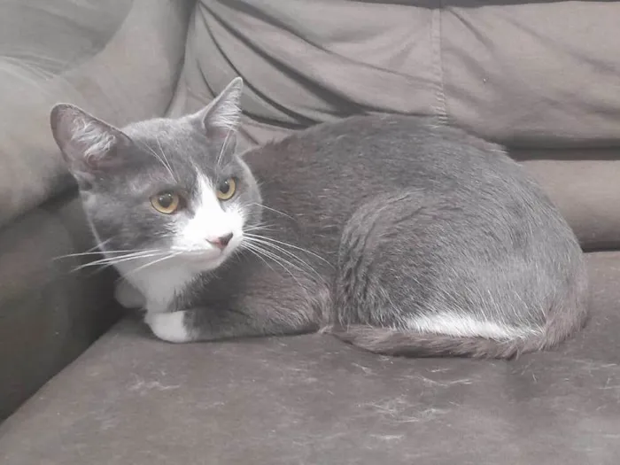 Gato ra a Sem raça definida idade 2 anos nome Sherlock