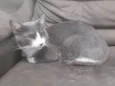 Sherlock