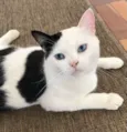 Oliver