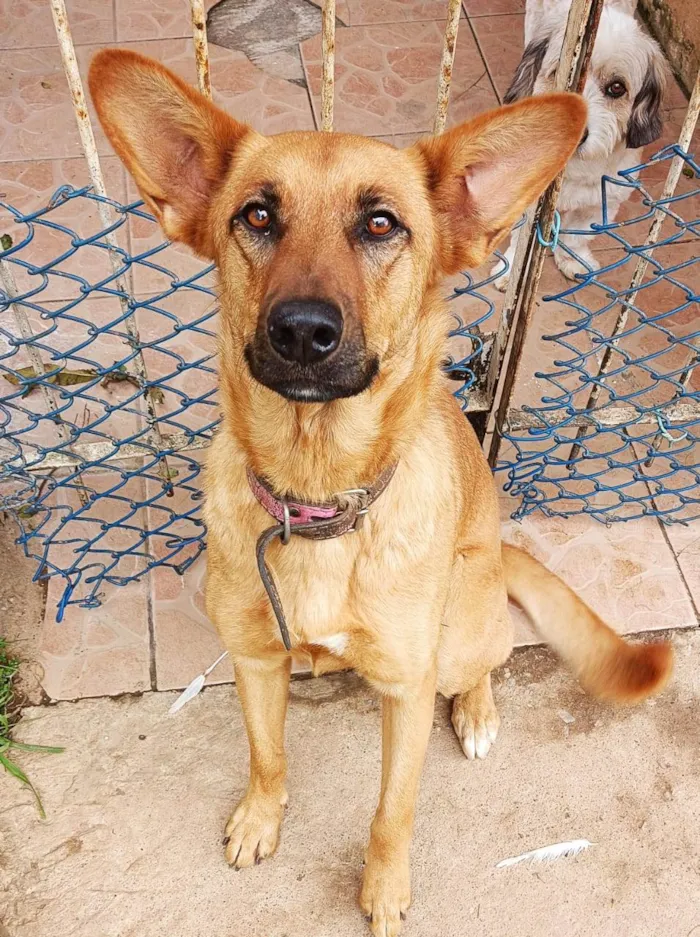 Cachorro ra a Arraçada com pastor alemão  idade 1 ano nome Amora