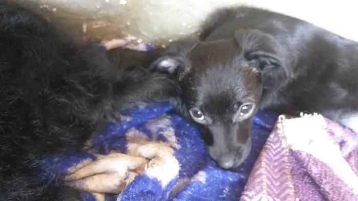 Cachorro ra a SRD-ViraLata idade Abaixo de 2 meses nome Sem nome