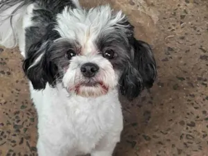 Cachorro raça Shitzu misturado com Poodle  idade 2 anos nome Cleide Maria 