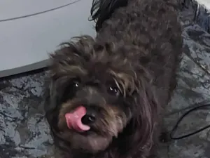 Cachorro raça Misturada com Poodle  idade 2 anos nome Lara