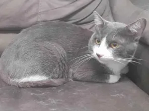 Gato raça Sem raça definida idade 2 anos nome Sherlock