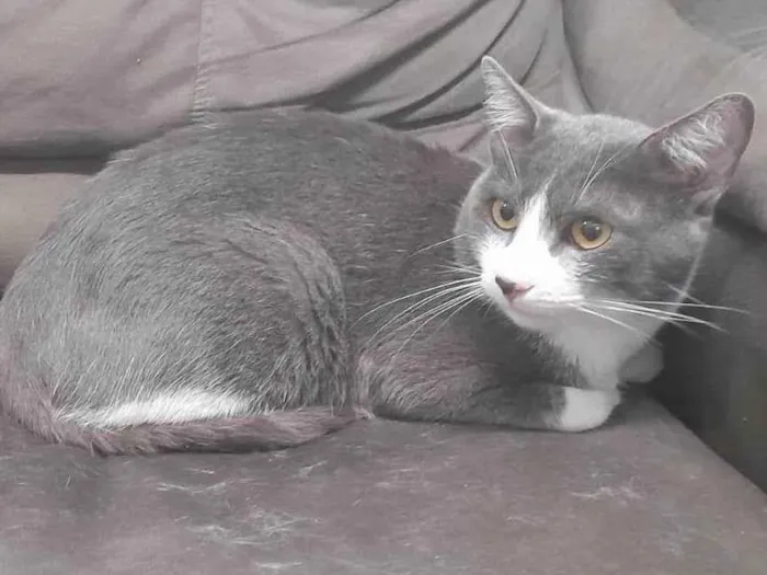 Gato ra a Sem raça definida idade 2 anos nome Sherlock