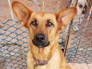 Cachorro raça Arraçada com pastor alemão  idade 1 ano nome Amora