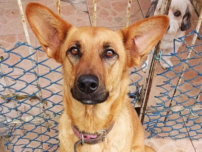 Cachorro ra a Arraçada com pastor alemão  idade 1 ano nome Amora