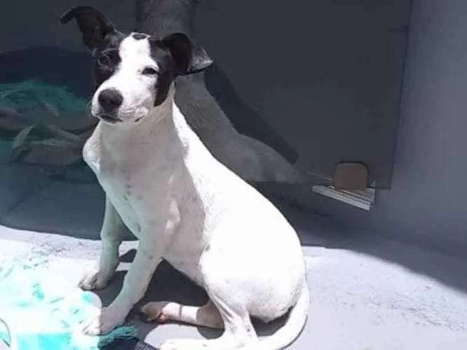 Cachorro ra a SRD-ViraLata com Pitbull  idade 1 ano nome Kiara