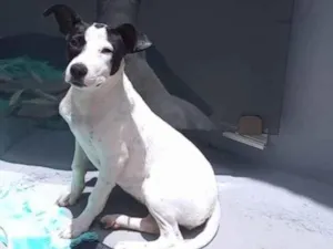 Cachorro raça SRD-ViraLata com Pitbull  idade 1 ano nome Kiara