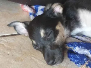 Cachorro raça SRD-ViraLata idade Abaixo de 2 meses nome não tem nome