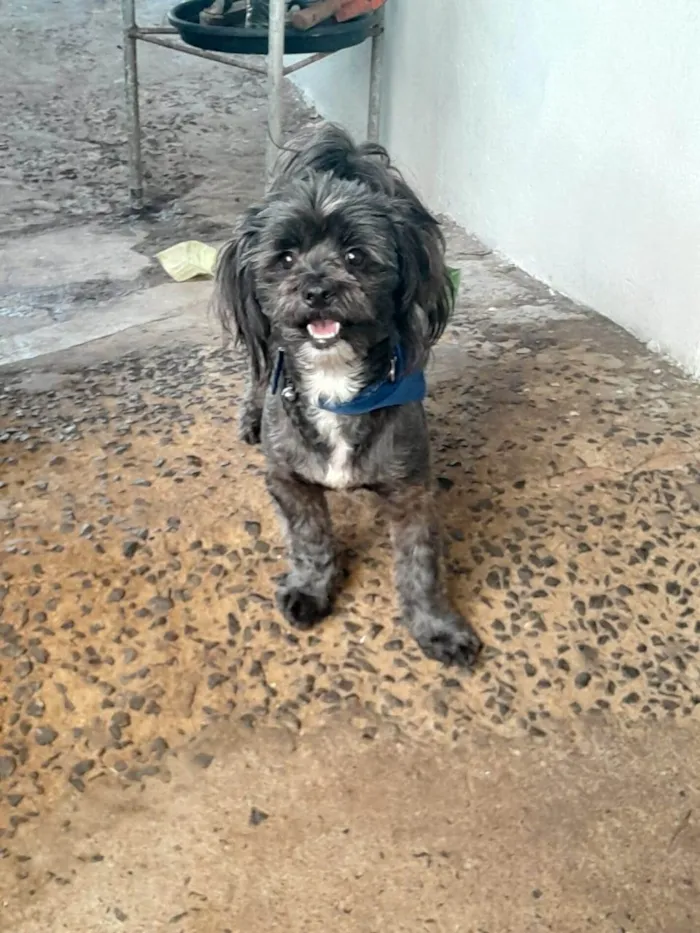 Cachorro ra a  Misturado com Shitzu idade 3 anos nome Scoby