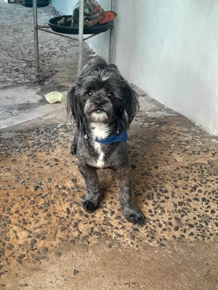Cachorro ra a  Misturado com Shitzu idade 3 anos nome Scoby