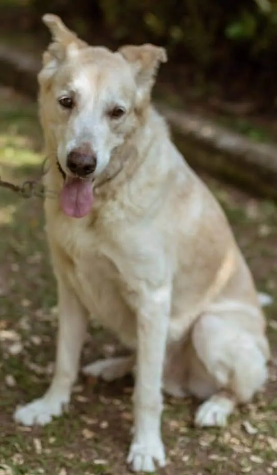 Cachorro ra a SRD-ViraLata idade 4 anos nome Luck