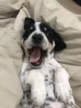 Snoop