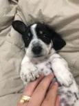 Snoop