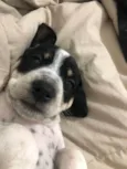 Snoop