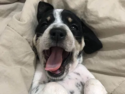Cachorro raça SRD-ViraLata idade Abaixo de 2 meses nome Snoop